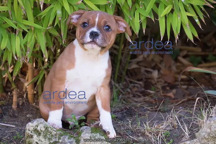 : Staffordshire Bull Terrier puppy outdoors : Staffordshire Bull Terrier puppy outdoors