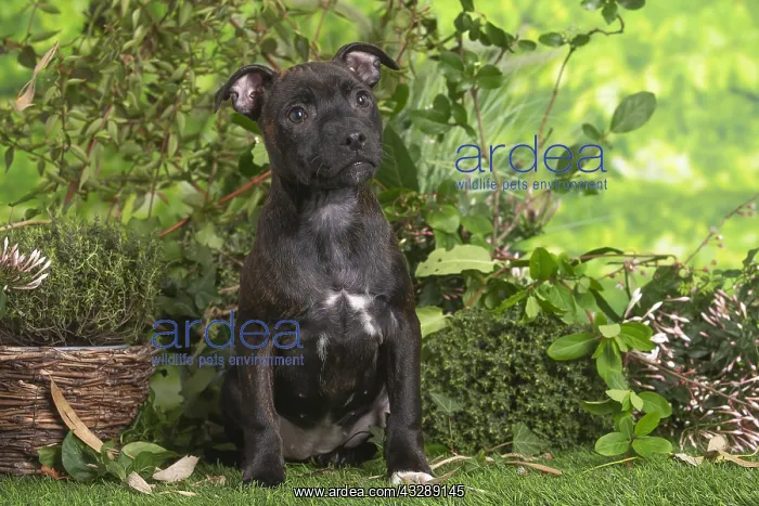 : Staffordshire Bull Terrier puppy outdoors in the garden : Staffordshire Bull Terrier puppy outdoors in the garden
