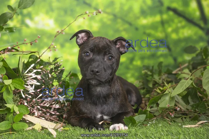: Staffordshire Bull Terrier puppy outdoors in the garden : Staffordshire Bull Terrier puppy outdoors in the garden