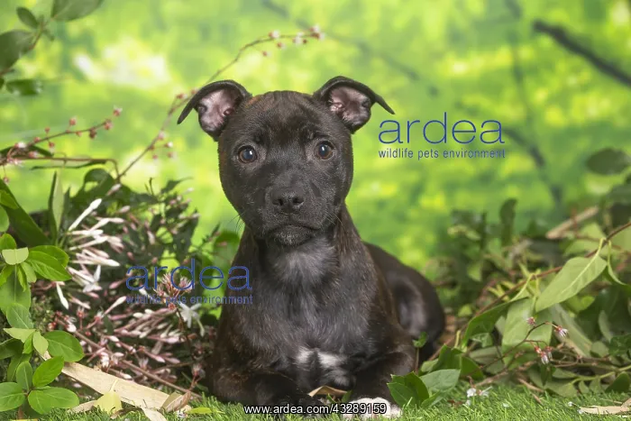 : Staffordshire Bull Terrier puppy outdoors in the garden : Staffordshire Bull Terrier puppy outdoors in the garden
