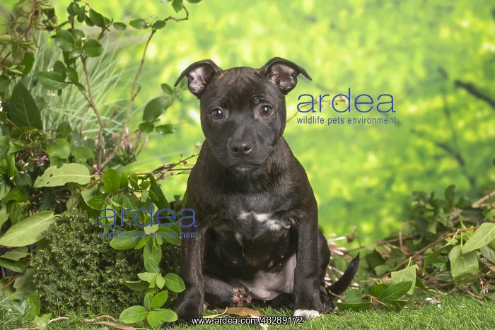 : Staffordshire Bull Terrier puppy outdoors in the garden : Staffordshire Bull Terrier puppy outdoors in the garden