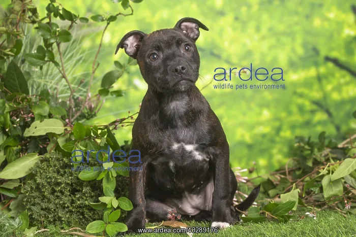 : Staffordshire Bull Terrier puppy outdoors in the garden : Staffordshire Bull Terrier puppy outdoors in the garden