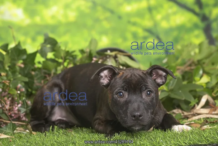 : Staffordshire Bull Terrier puppy outdoors in the garden : Staffordshire Bull Terrier puppy outdoors in the garden