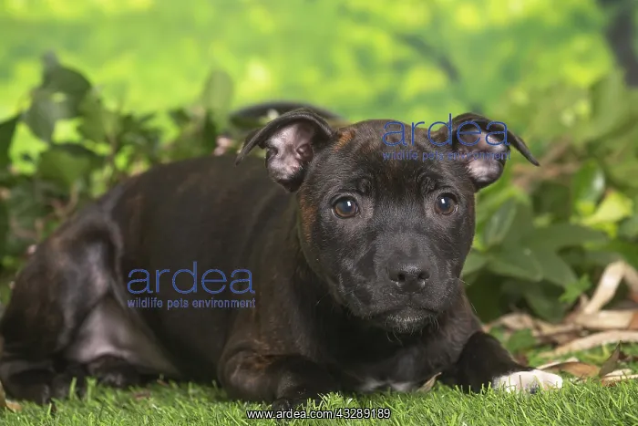 : Staffordshire Bull Terrier puppy outdoors in the garden : Staffordshire Bull Terrier puppy outdoors in the garden