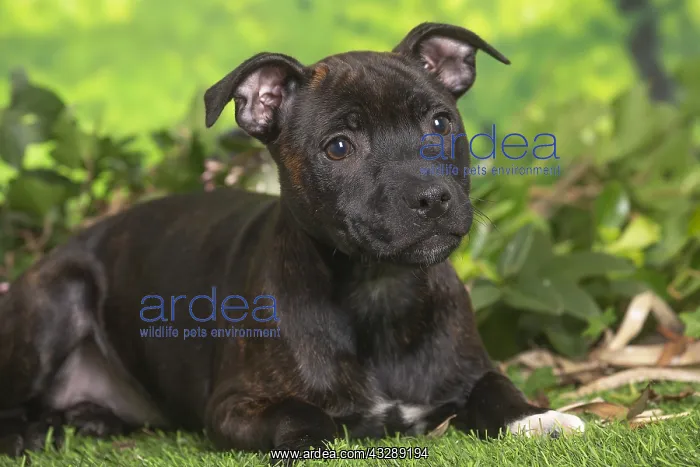  : Staffordshire Bull Terrier puppy outdoors in the garden