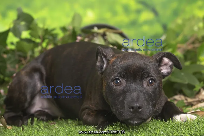 : Staffordshire Bull Terrier puppy outdoors in the garden : Staffordshire Bull Terrier puppy outdoors in the garden