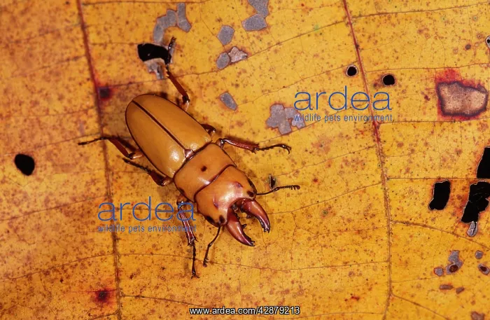 : STAG BEETLE : STAG BEETLE