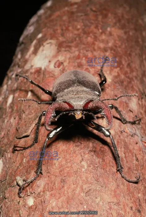  : STAG BEETLE
