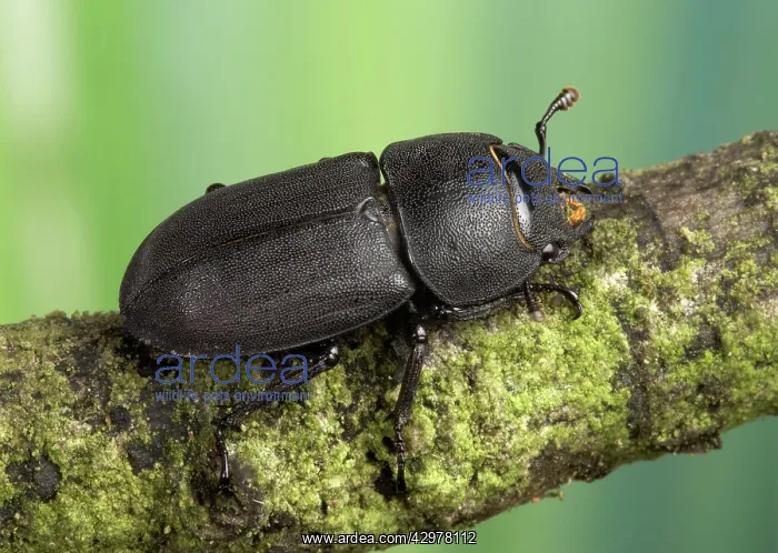 : Stag Beetle : Stag Beetle
