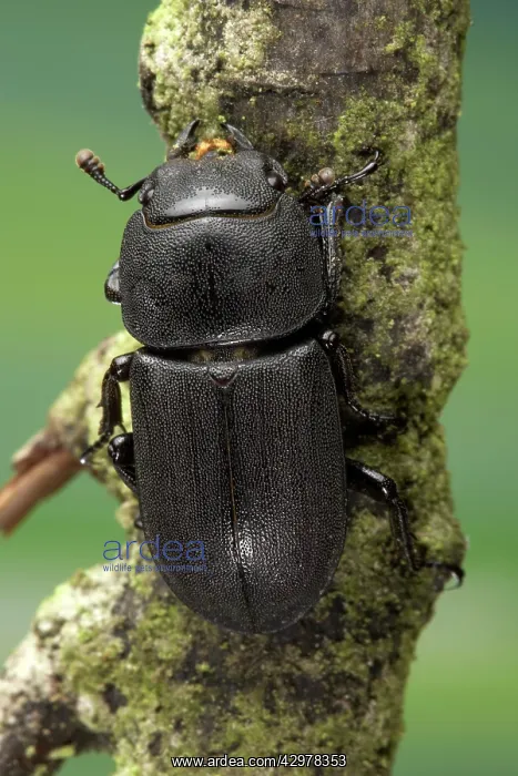 : Stag Beetle : Stag Beetle