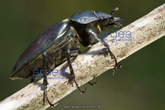 : Stag Beetle : Stag Beetle