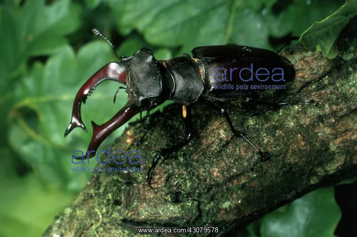 : Stag Beetle : Stag Beetle