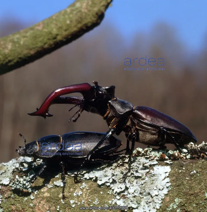 : Stag Beetle : Stag Beetle