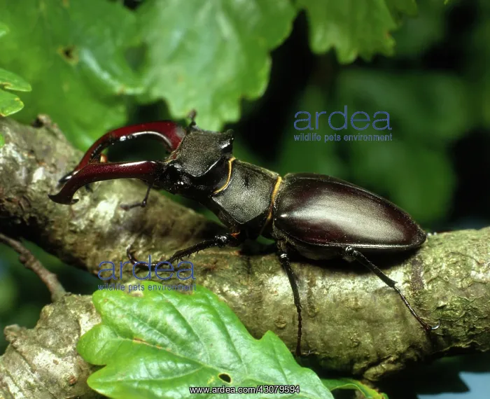 : Stag Beetle : Stag Beetle