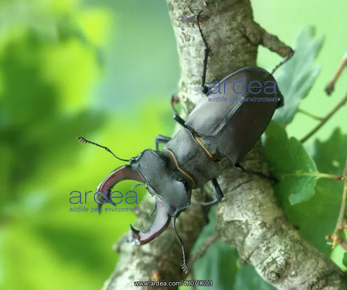 : Stag Beetle : Stag Beetle