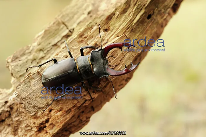 : Stag Beetle : Stag Beetle