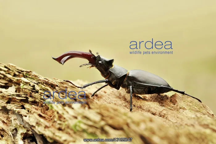 : Stag Beetle : Stag Beetle