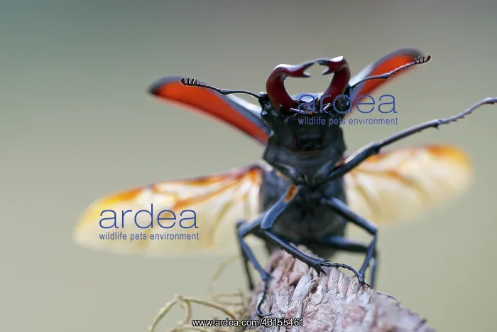: Stag Beetle : Stag Beetle