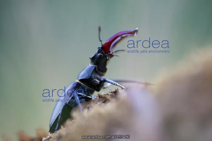 : Stag Beetle : Stag Beetle