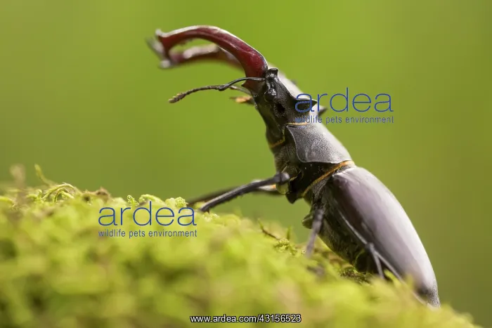  : Stag Beetle