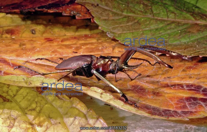 : Stag Beetle : Stag Beetle
