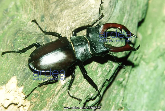 : STAG BEETLE : STAG BEETLE