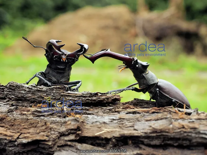 : Stag Beetle : Stag Beetle