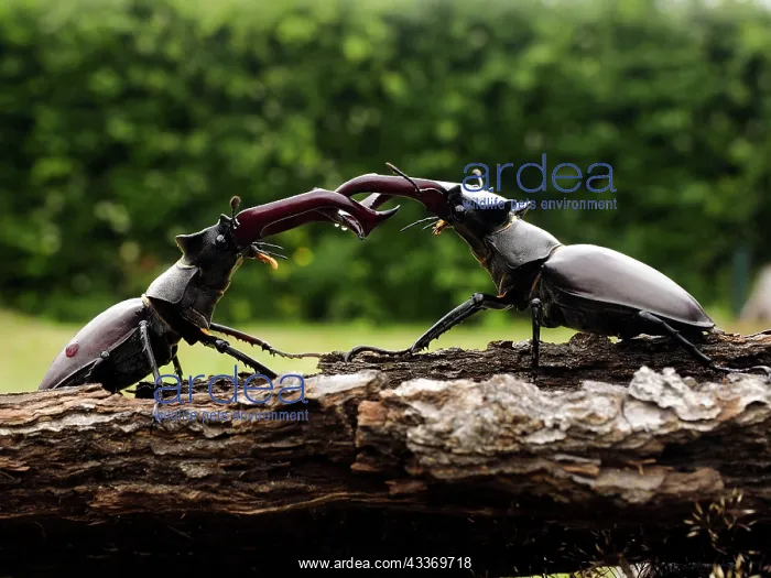 : Stag Beetle : Stag Beetle