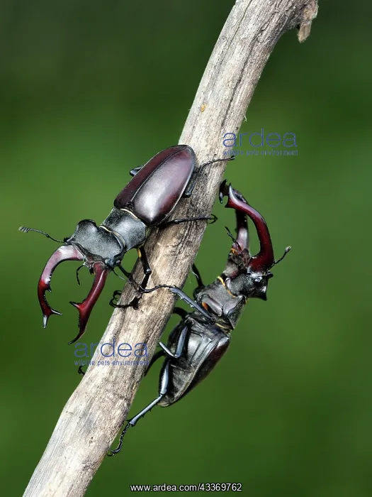 : Stag Beetle : Stag Beetle