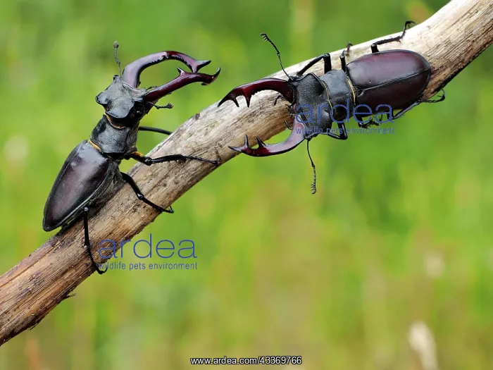 : Stag Beetle : Stag Beetle