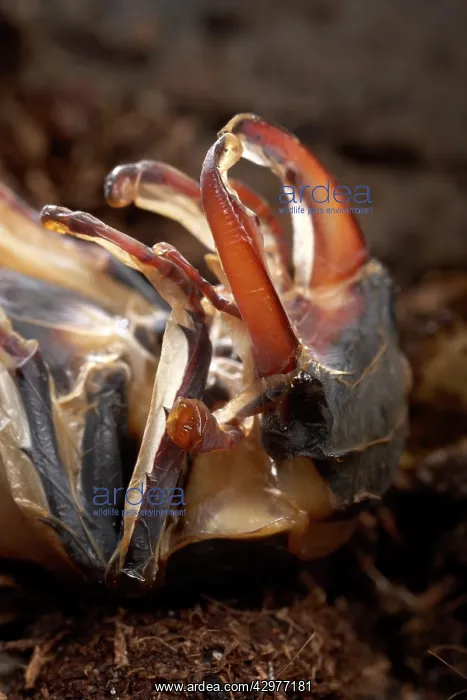 : Stag beetle - The adult is going to leave its nymph's skin : Stag beetle - The adult is going to leave its nymph's skin