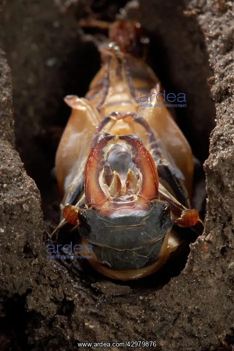 : Stag beetle - The adult is going to leave its nymph's skin : Stag beetle - The adult is going to leave its nymph's skin