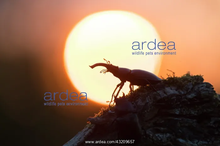 : Stag Beetle - adult male in evening light - Germany : Stag Beetle - adult male in evening light - Germany
