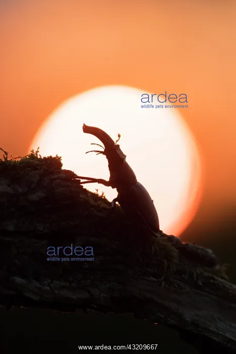 : Stag Beetle - adult male in evening light - Germany : Stag Beetle - adult male in evening light - Germany