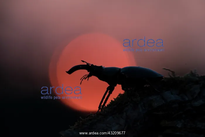 : Stag Beetle - adult male in evening light - Germany : Stag Beetle - adult male in evening light - Germany