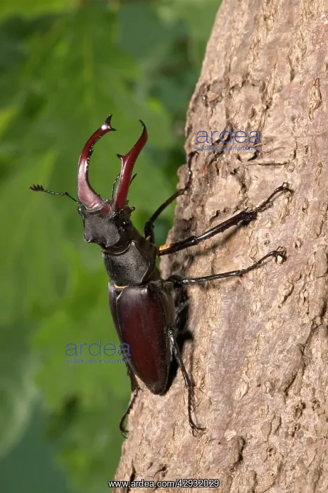 : Stag beetle on bark : Stag beetle on bark