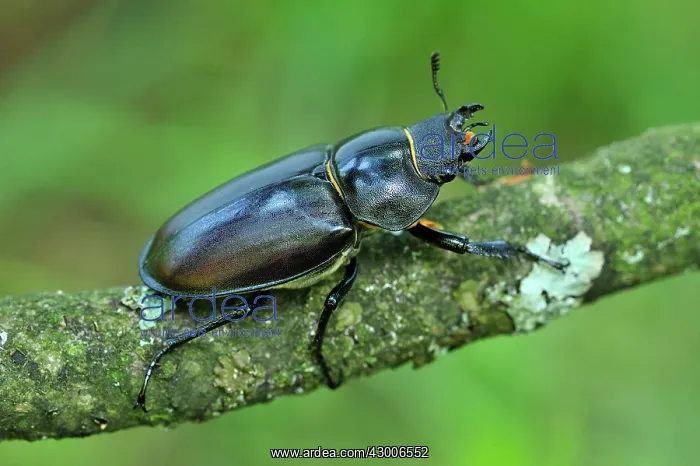 : Stag Beetle female : Stag Beetle female