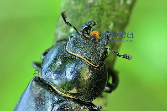 : Stag Beetle female : Stag Beetle female