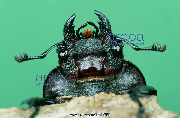 : Stag BEETLE - female, close up : Stag BEETLE - female, close up