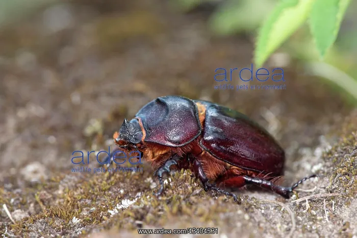 : Stag beetle female (Lucanus servus), Valais, Switzerland : Stag beetle female (Lucanus servus), Valais, Switzerland