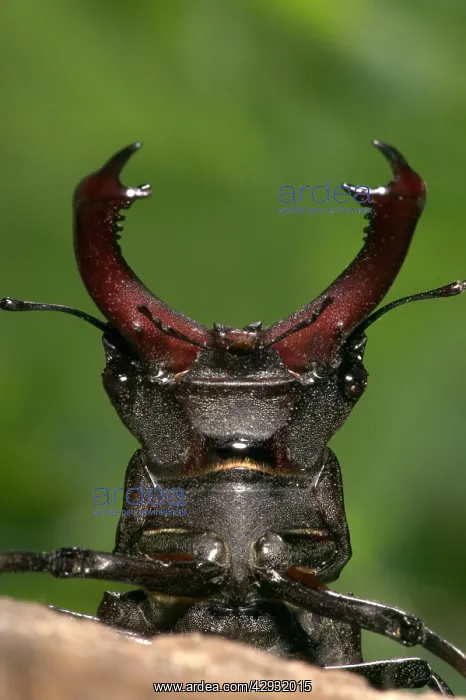 : Stag beetle - Head and horns : Stag beetle - Head and horns