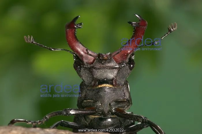 : Stag beetle - Head and horns : Stag beetle - Head and horns