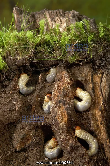 : Stag beetle - Larvas in dead wood : Stag beetle - Larvas in dead wood