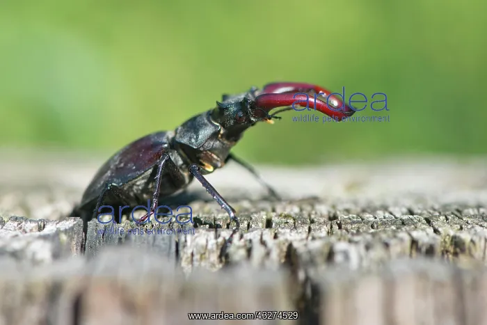 : Stag beetle (Lucans cervus), Emsland, Lower Saxony : Stag beetle (Lucans cervus), Emsland, Lower Saxony