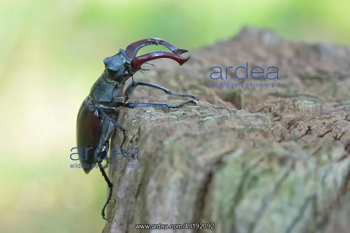 : Stag beetle (Lucanus cervus), Emsland, Lower Saxony : Stag beetle (Lucanus cervus), Emsland, Lower Saxony