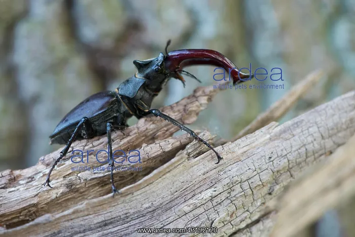 : Stag beetle (Lucanus cervus), Emsland, Lower Saxony : Stag beetle (Lucanus cervus), Emsland, Lower Saxony