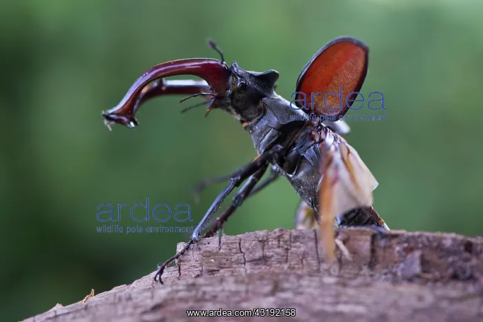 : Stag beetle (Lucanus cervus), Emsland, Lower Saxony : Stag beetle (Lucanus cervus), Emsland, Lower Saxony