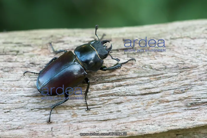: Stag beetle (Lucanus cervus), Emsland, Lower Saxony : Stag beetle (Lucanus cervus), Emsland, Lower Saxony