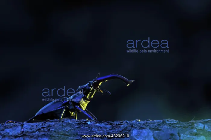 : Stag beetle (Lucanus cervus) in the evening sun : Stag beetle (Lucanus cervus) in the evening sun