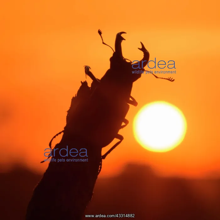: Stag beetle (Lucanus cervus), male on branch in : Stag beetle (Lucanus cervus), male on branch in